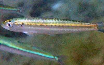 Sardina | European pilchard | Sardina pilchardus