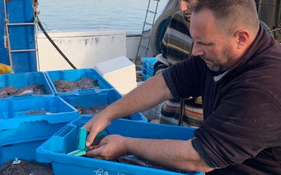 Implementat el sistema d’etiquetatge del peix de Vilanova