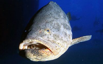 Mero | Mero | Dusky grouper | Epinephelus marginatus