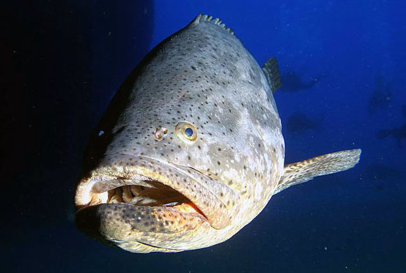 Mero | Mero | Dusky grouper | Epinephelus marginatus