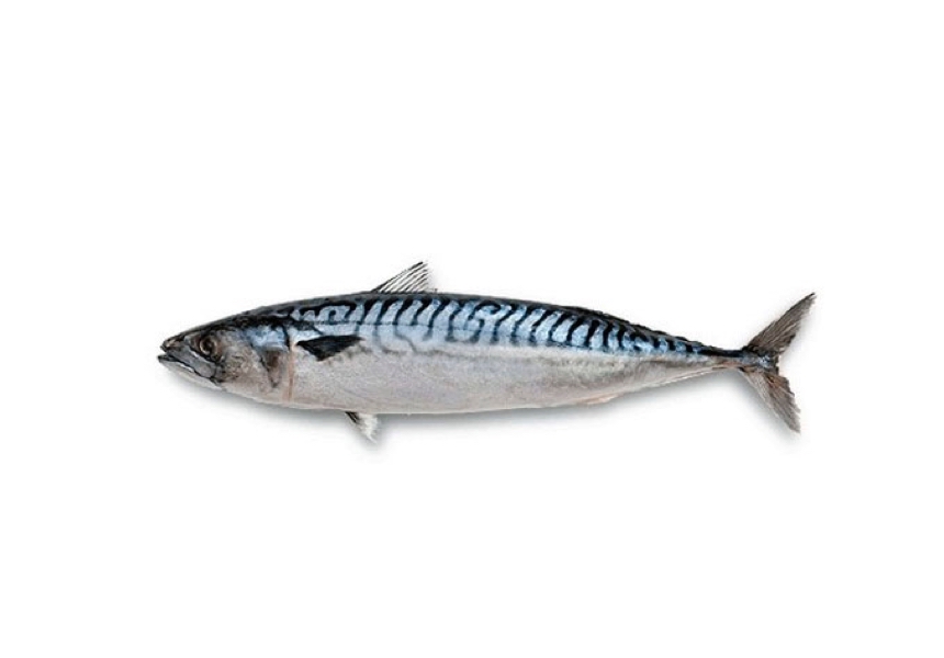 Verat | Caballa | Atlantic mackerel | Scomber scombrus Linnaeus