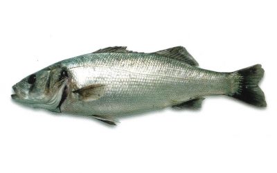 Llobarro | Lubina | European seabass | Dicentrarchus labrax