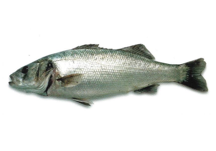 Llobarro | Lubina | European seabass | Dicentrarchus labrax