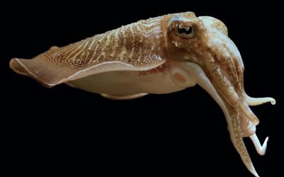 Sípia | Choco | Common cuttlefish | Sepia officinalis Linnaeus