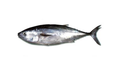 Tonyina | Atún | Northern bluefin tuna | Thunnus thynnus thynnus