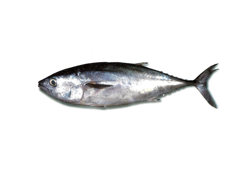 Tonyina | Atún | Northern bluefin tuna | Thunnus thynnus thynnus