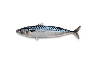 Verat | Caballa | Atlantic mackerel | Scomber scombrus Linnaeus