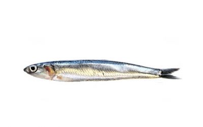 Seitó | Boquerón | European anchovy | Engraulis encrasicolus