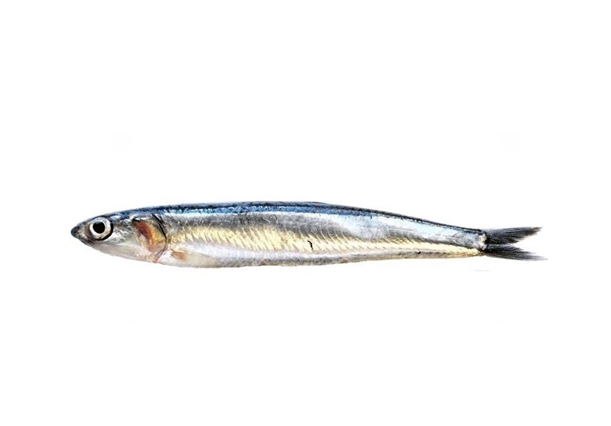 Seitó | Boquerón | European anchovy | Engraulis encrasicolus