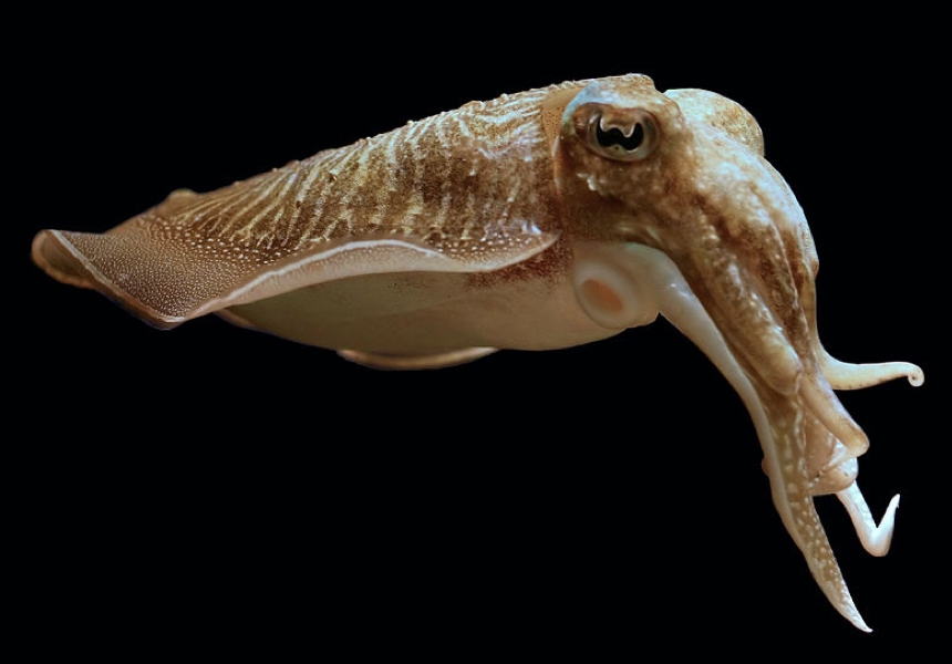 Sípia | Choco | Common cuttlefish | Sepia officinalis Linnaeus